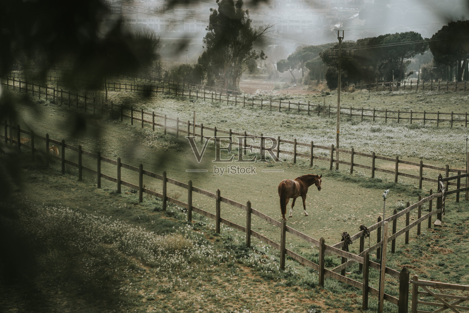马独自在围栏里照片摄影图片
