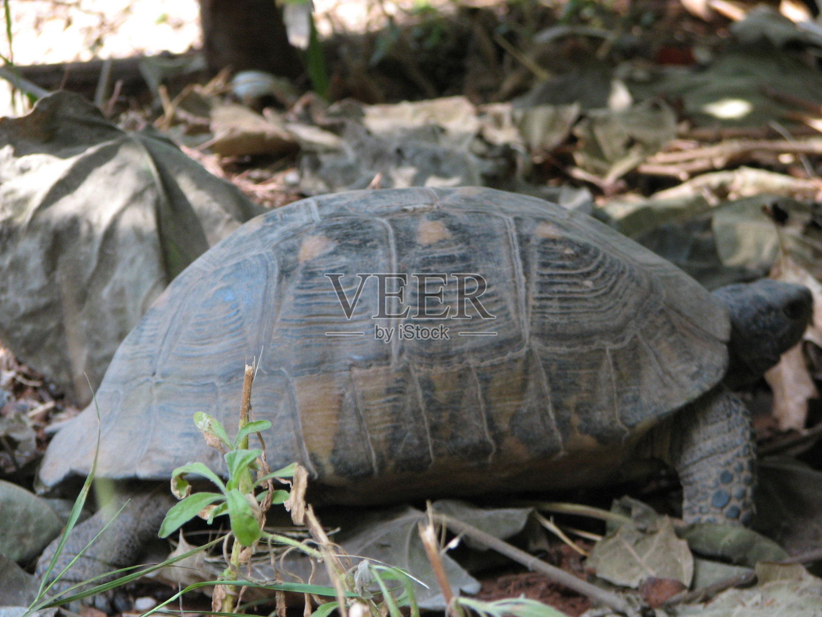 雅典,卫城,比雷埃夫斯,建筑,古怪的建筑,照片摄影图片