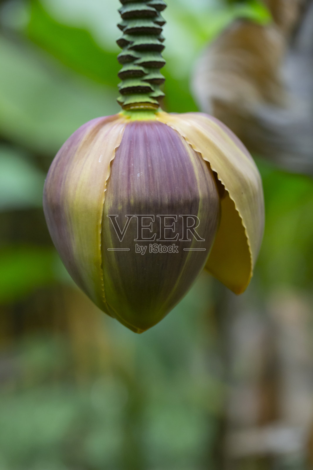 香蕉芽或香蕉花,香蕉树上的香蕉花。照片摄影图片