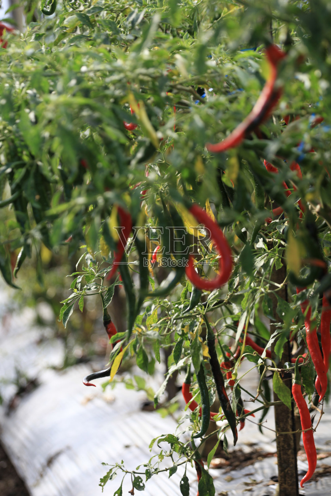 红色和绿色的辣椒植物在花园里,库存照片照片摄影图片