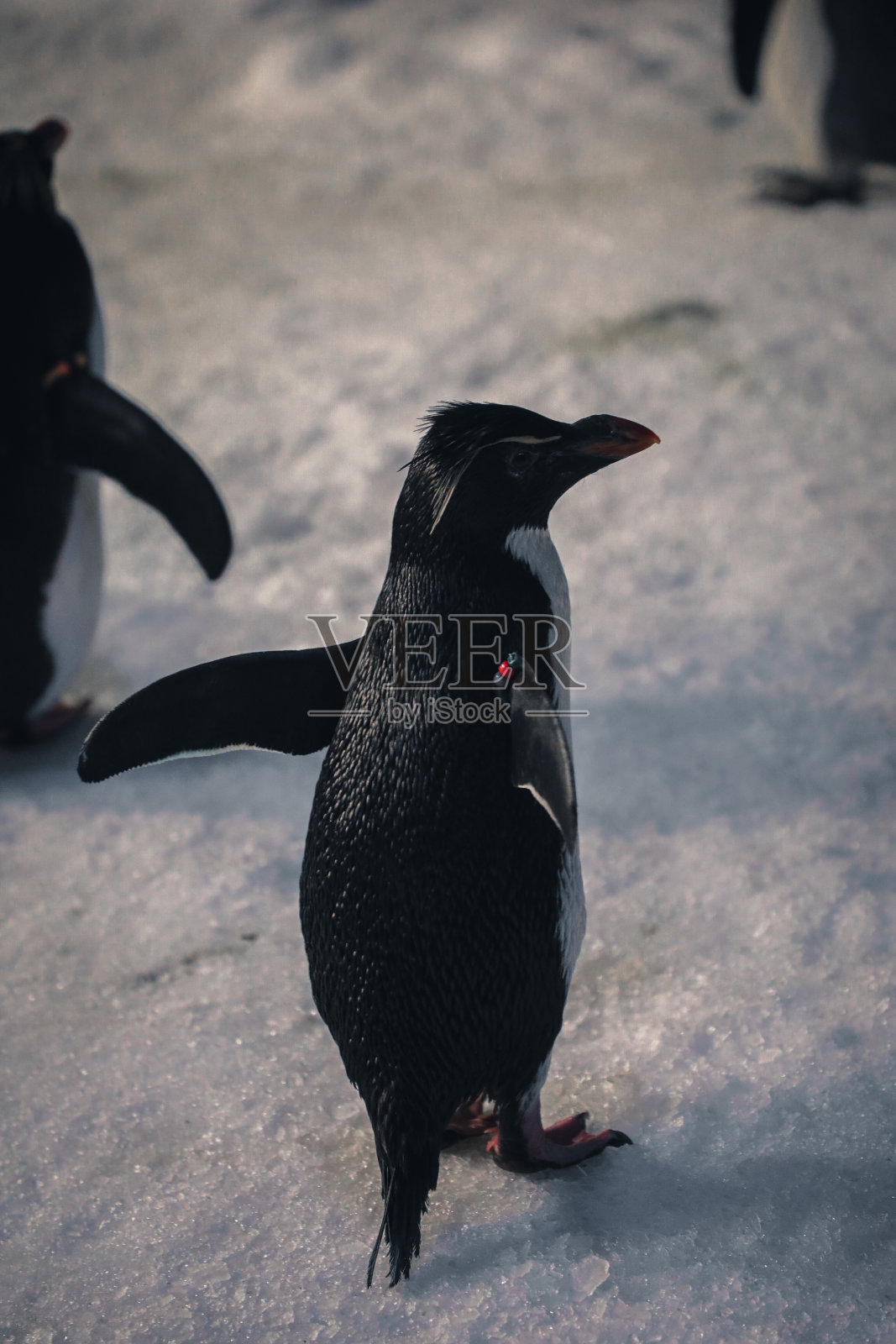 受保护的企鹅和不同物种照片摄影图片