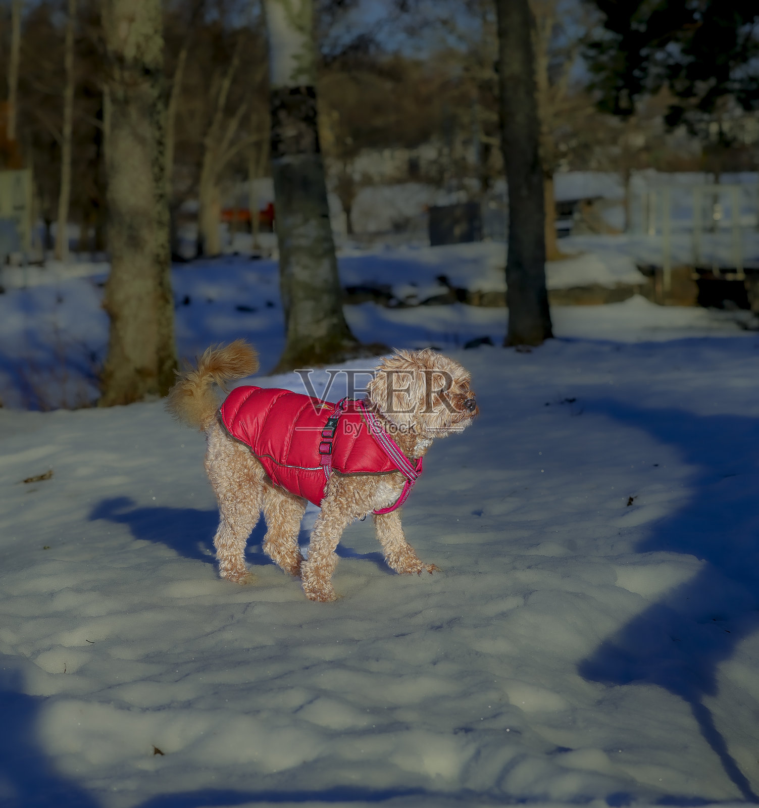 瑞典Ludvika市,一只小Cavapoo狗在雪地里用红色的盖子玩耍照片摄影图片