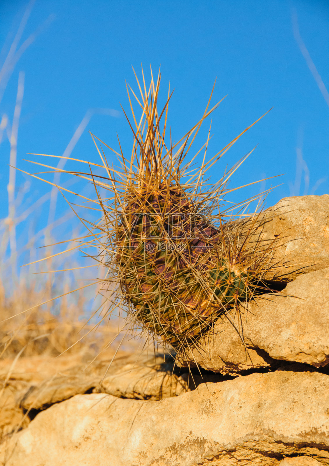 大本德国家公园的棘球蚴。德克萨斯州的仙人掌长在石头的缝隙里。德克萨斯州的野生动物。照片摄影图片