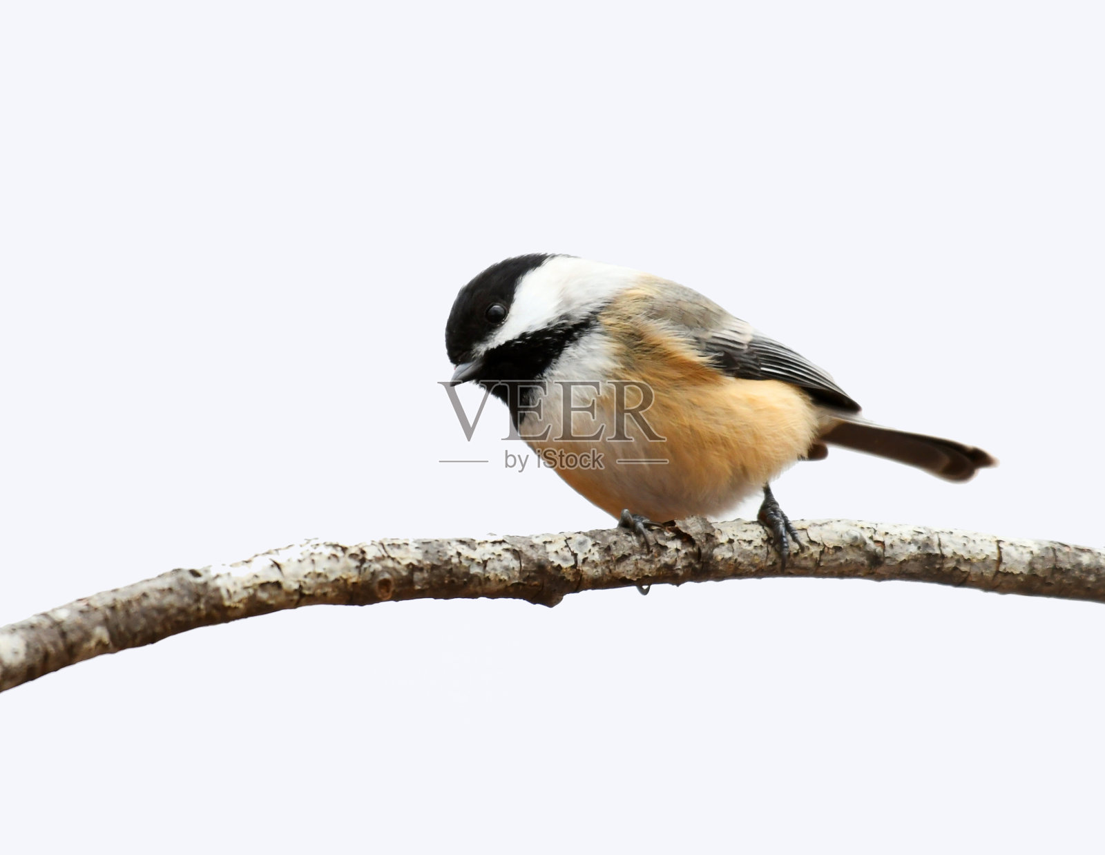 近距离观察树枝上的黑冠山雀照片摄影图片