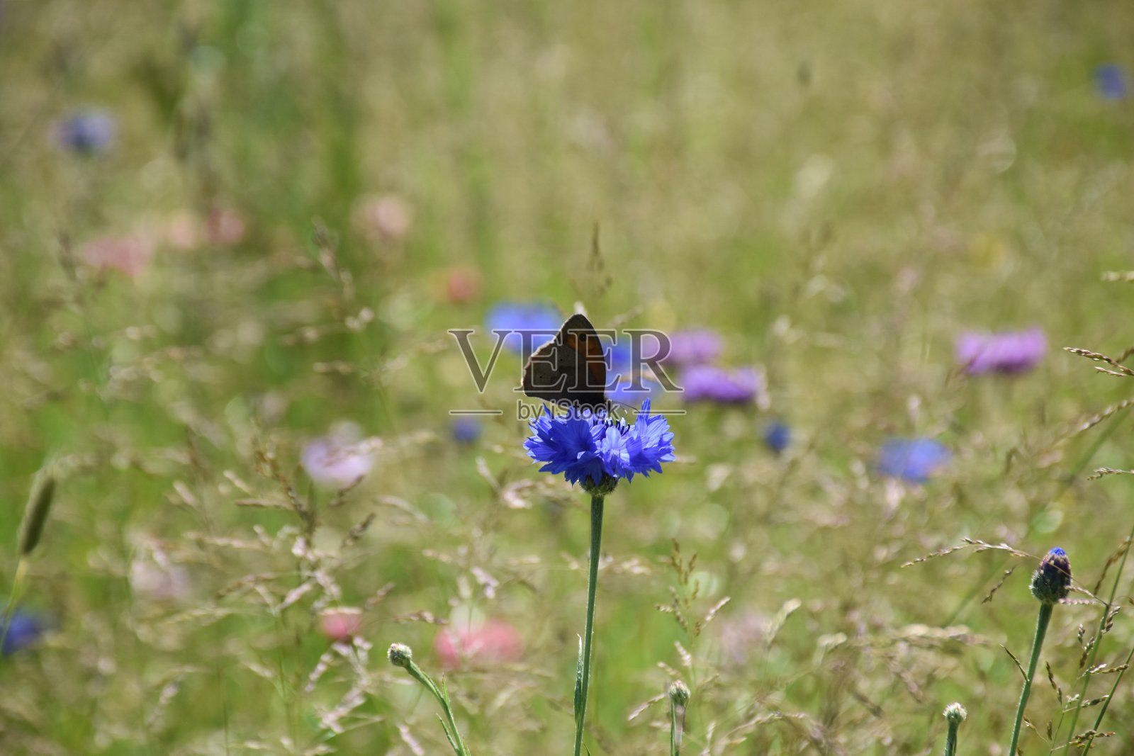 草地上的蝴蝶照片摄影图片