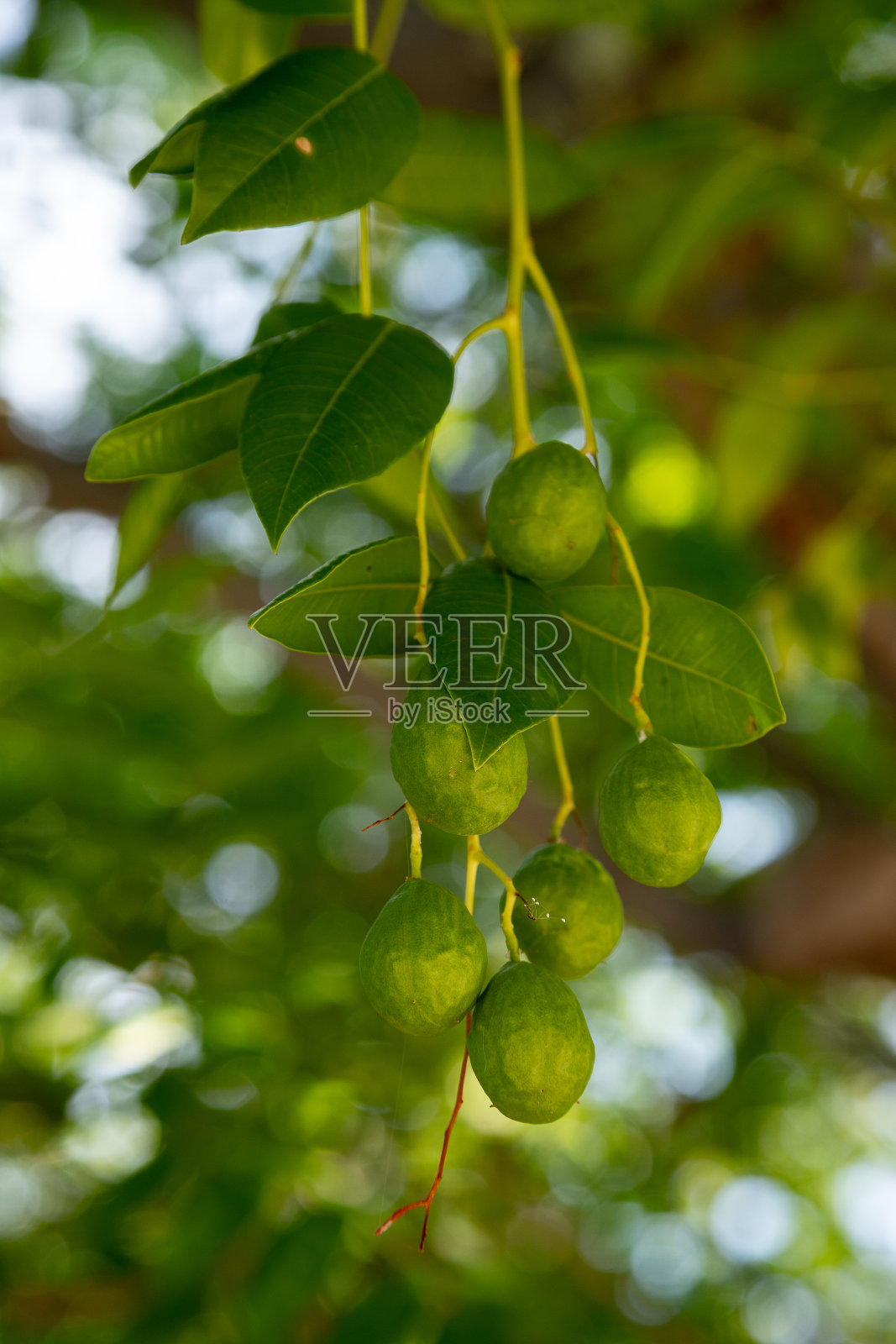 一束umbuzeiro(或imbu或umbuzeiro)挂在umbuzeiro树上照片摄影图片