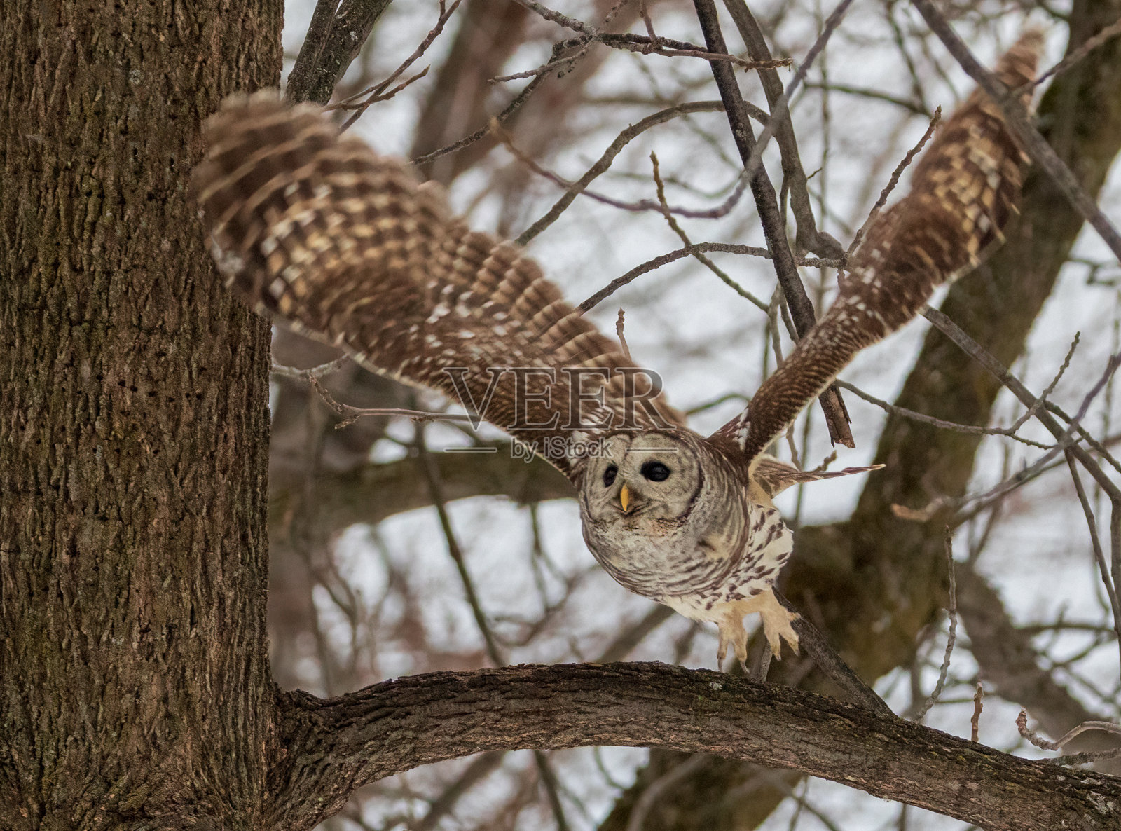 冬天,猫头鹰从森林的树枝上飞了起来照片摄影图片