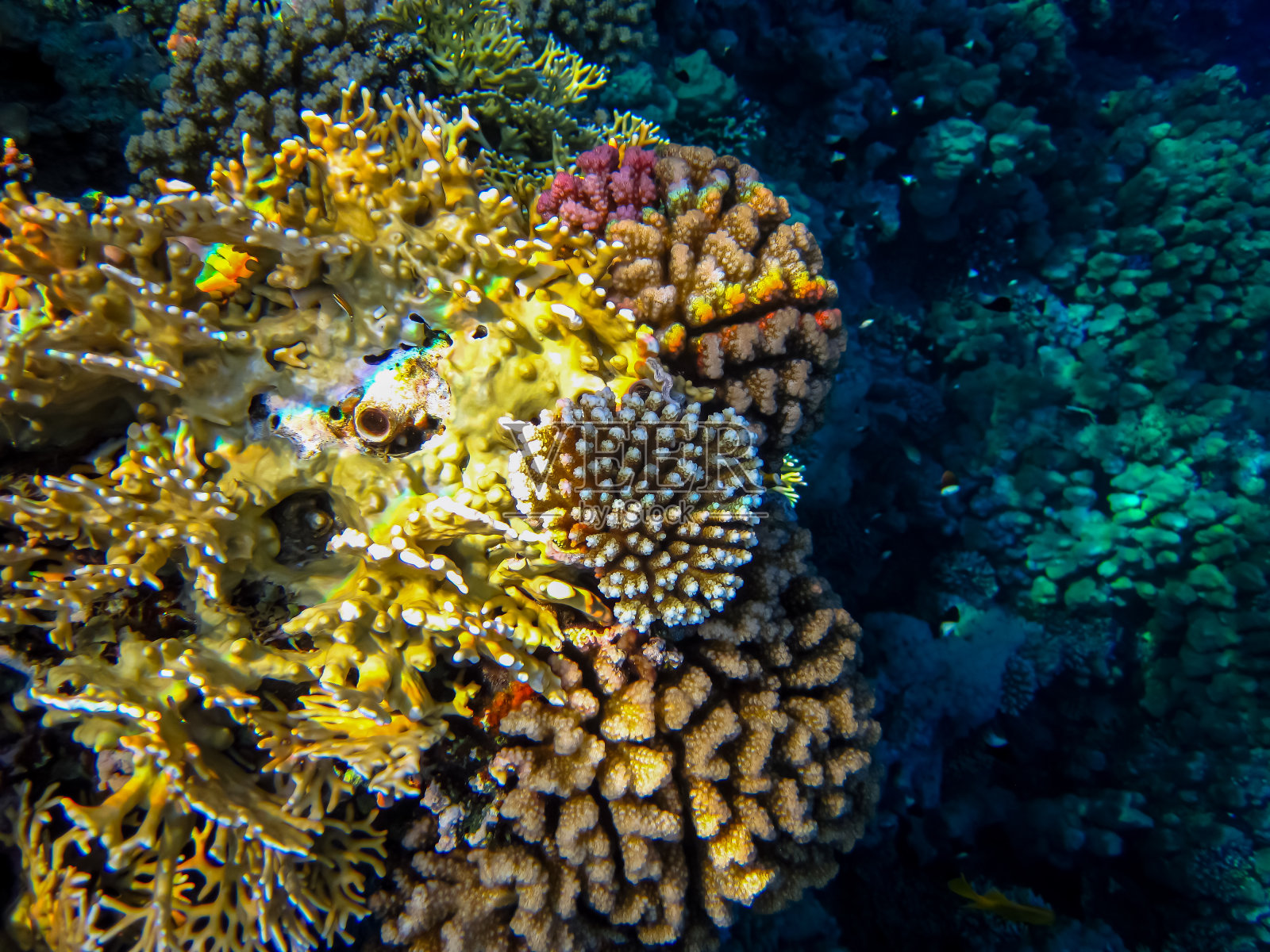 红海中的美丽珊瑚礁照片摄影图片