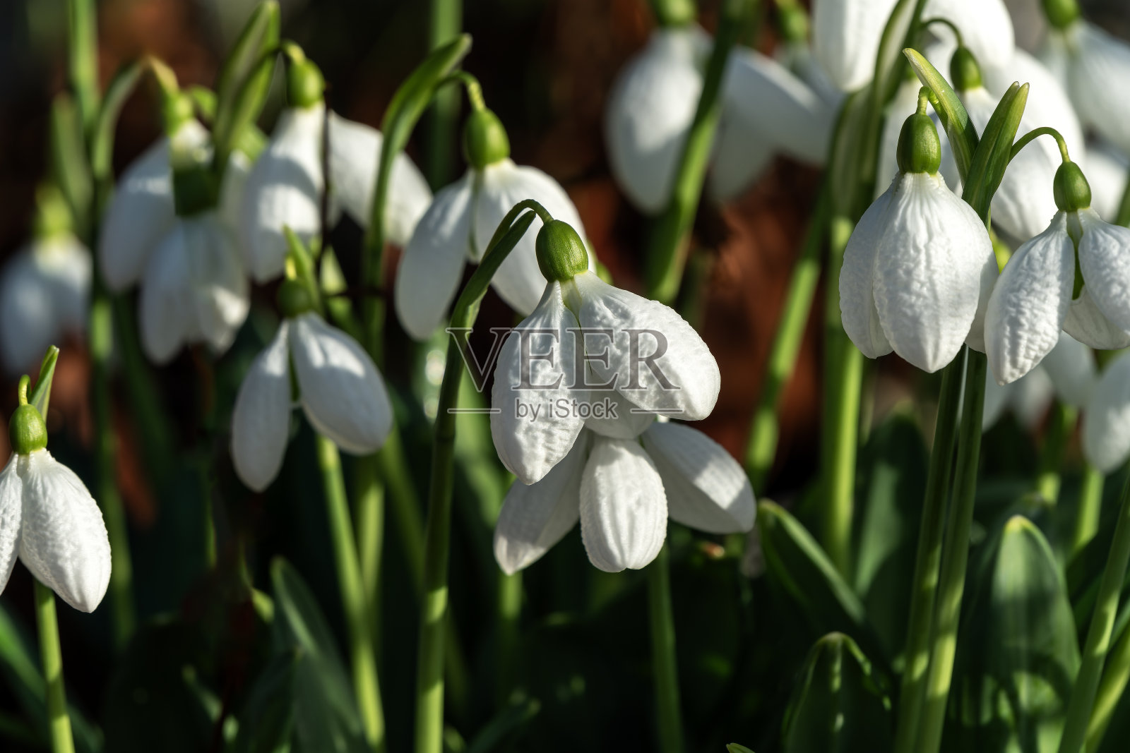 “奥古斯都”(雪花)照片摄影图片