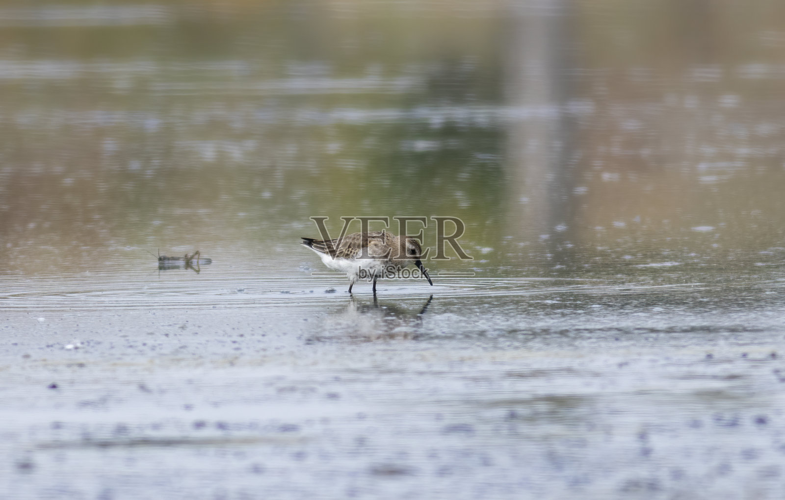 在自然栖息地的杜林(Calidris alpina)照片摄影图片
