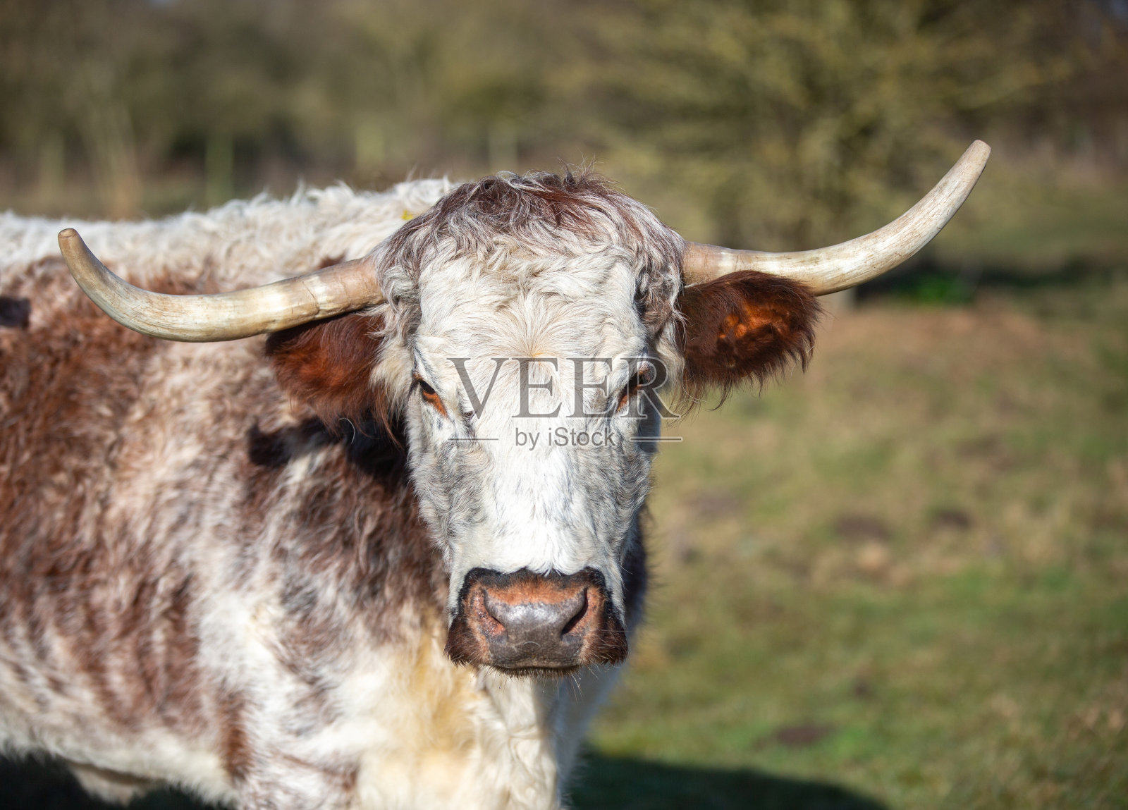 野外的英国长角兽——甲烷和对环境的额外需求照片摄影图片