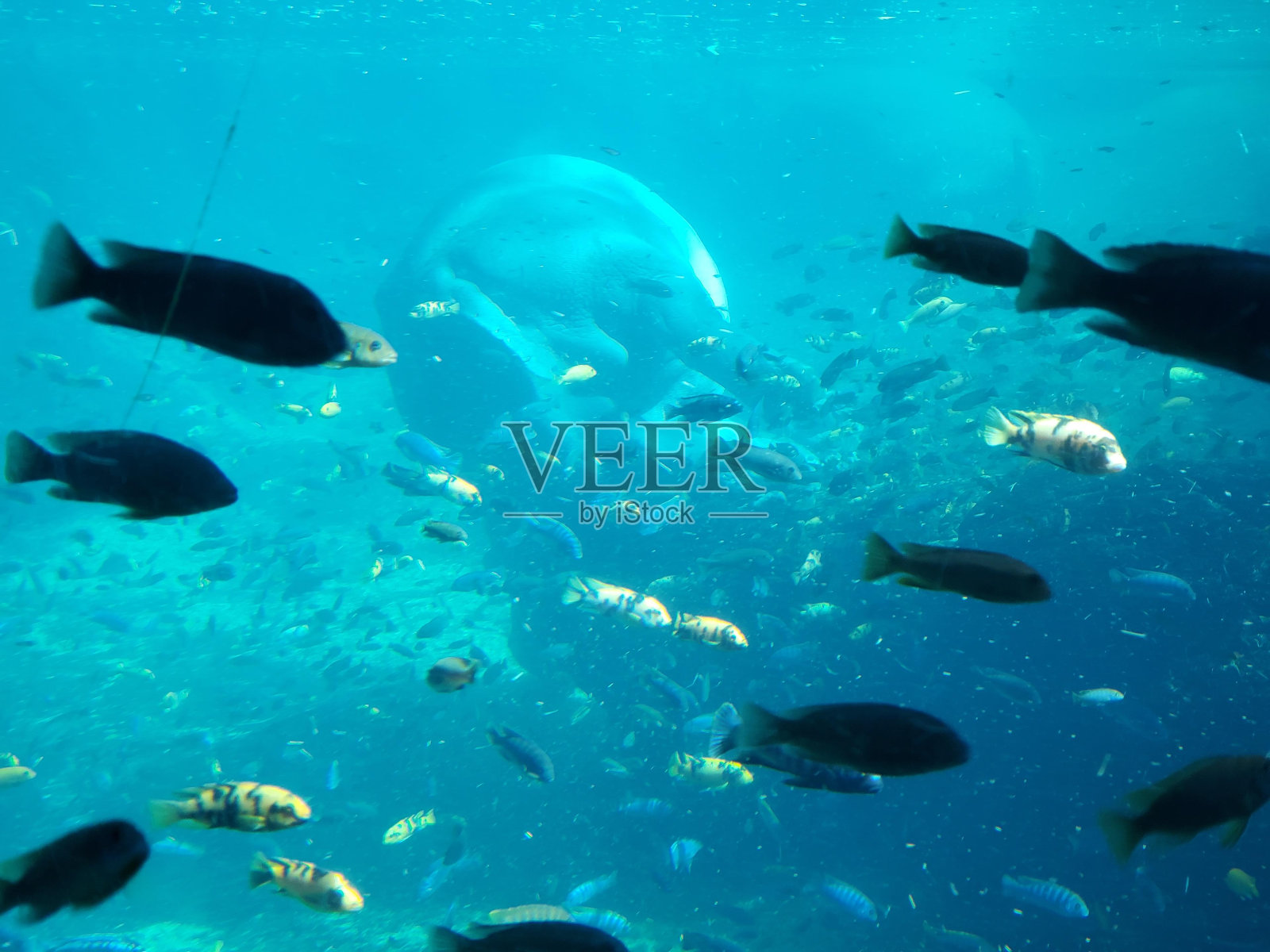 水脊椎动物蔚蓝鳍水下蓝色照片摄影图片