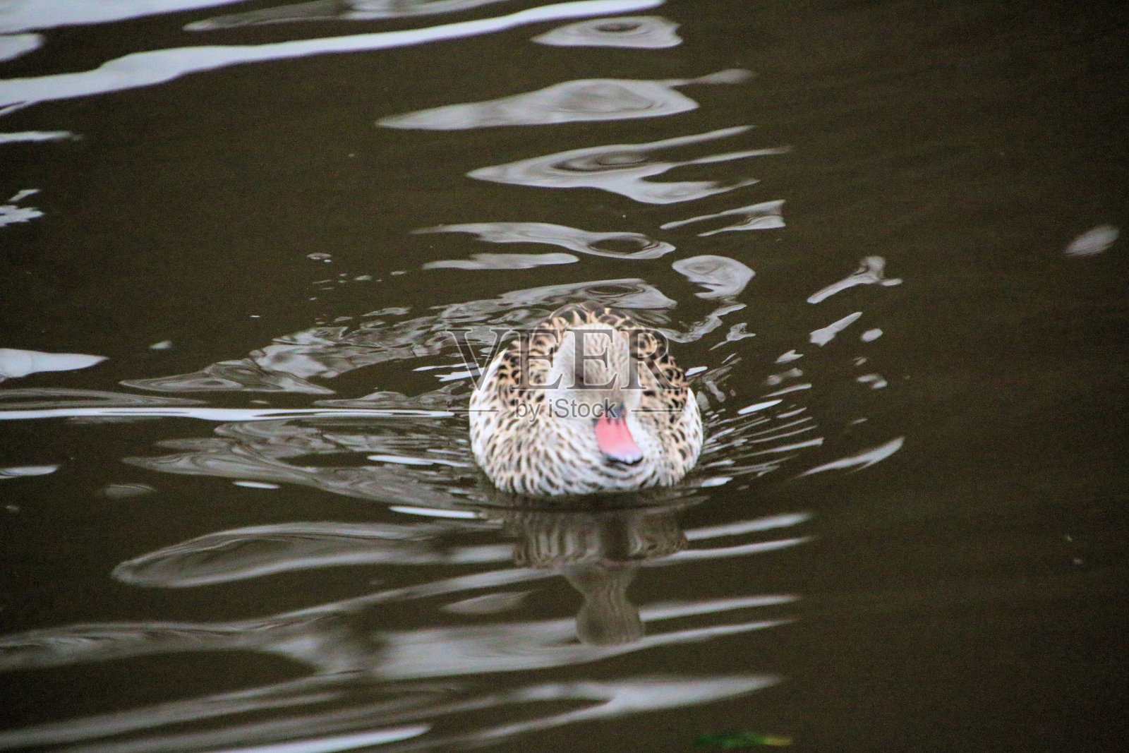 一只角鸭的景色照片摄影图片
