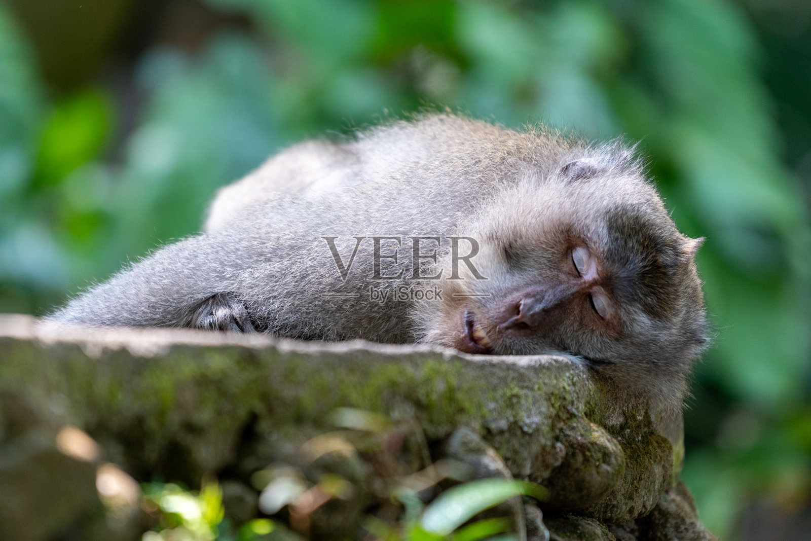 巴厘岛的猴子照片摄影图片