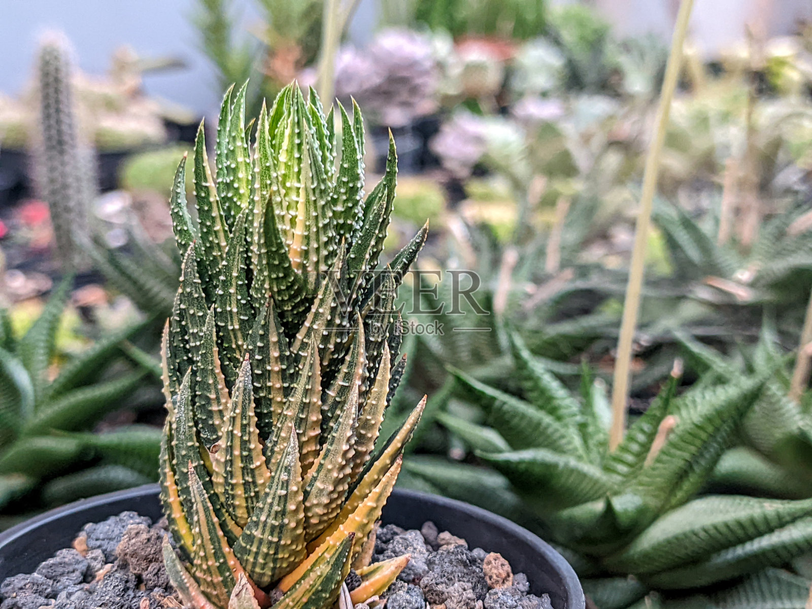 自然背景,近距离观察Haworthia Reinwardtii杂色多肉植物照片摄影图片