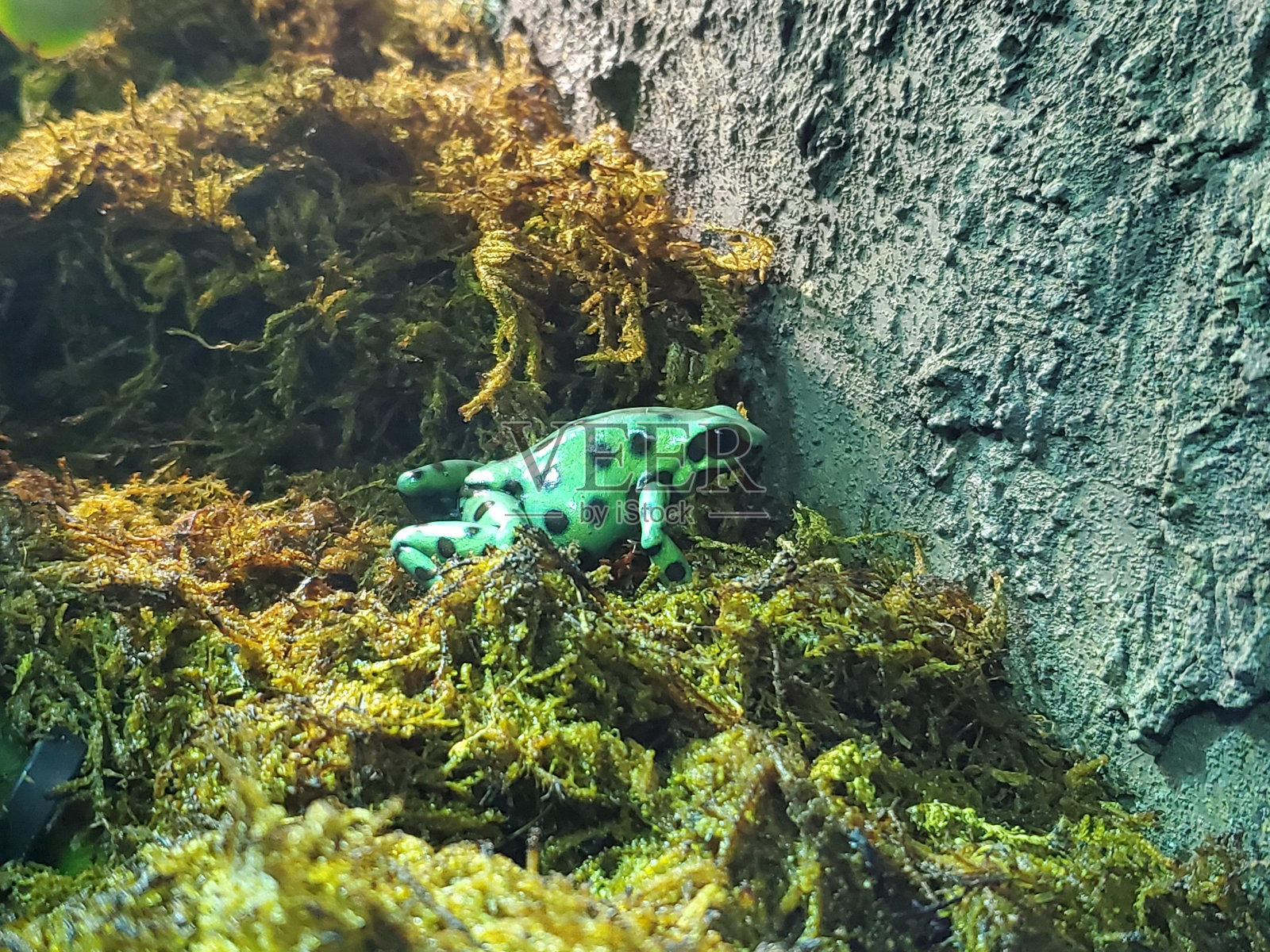 植物陆生植物水下草地被植物自然景观照片摄影图片