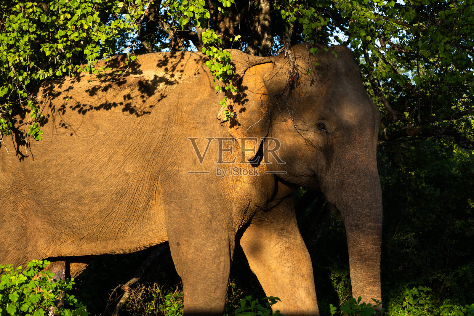 斯里兰卡相册包括狩猎,桥梁,野生动物,大象,猴子,湖泊,晴朗和多云的天空,特写和广角。照片摄影图片