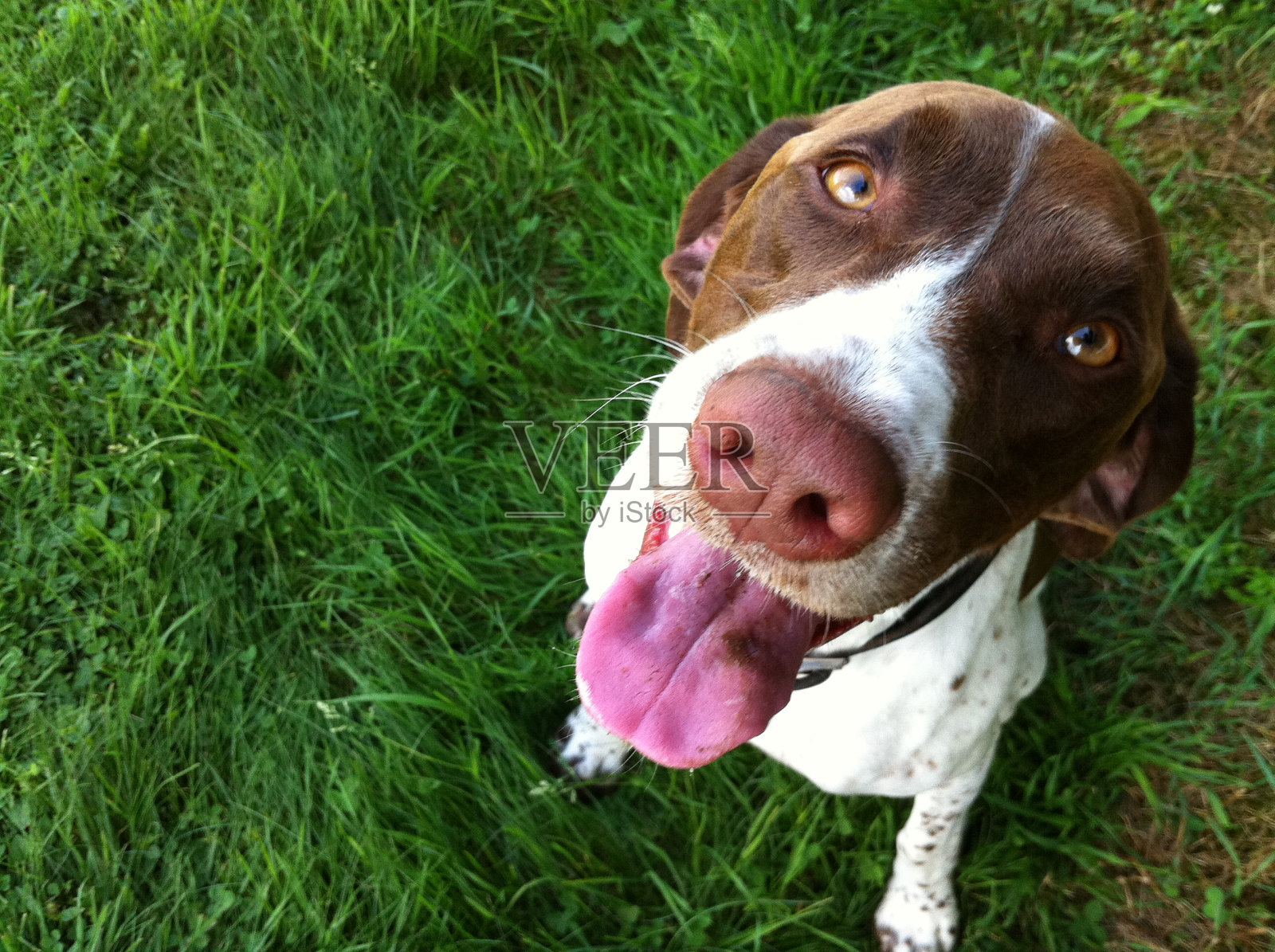 Bestie照片摄影图片