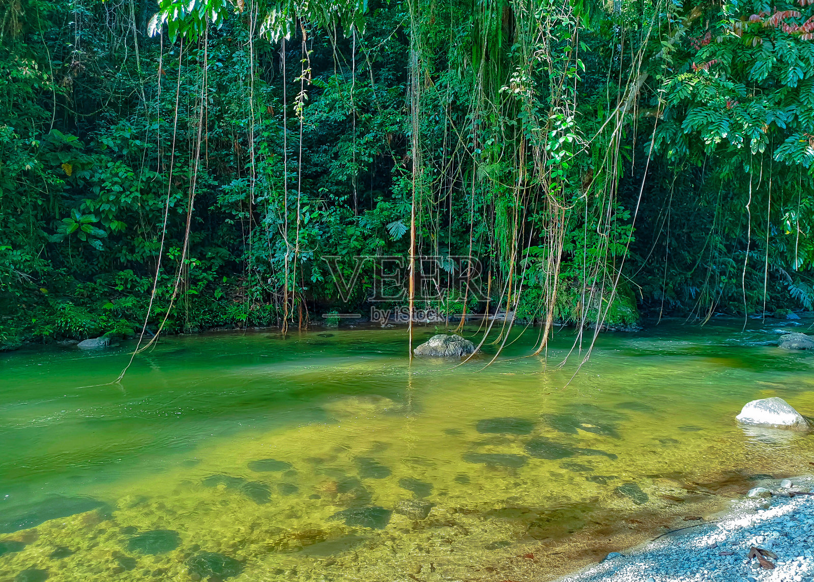 苏门答腊雨林中河流的景色照片摄影图片
