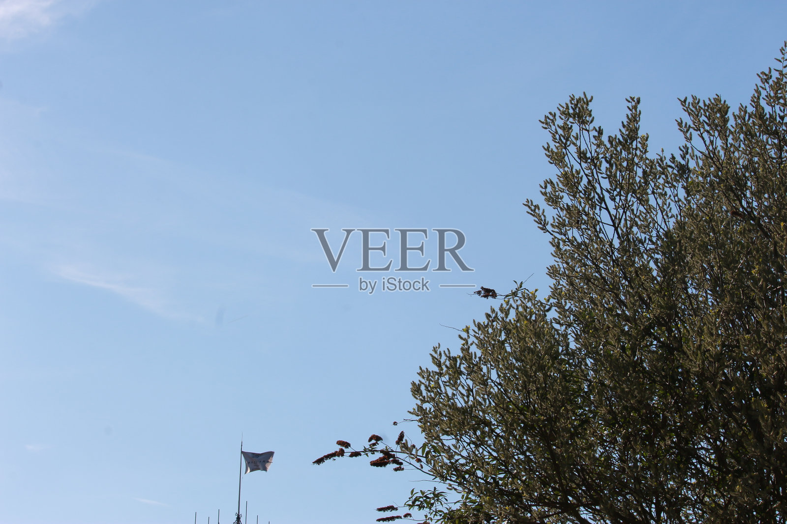 在德国南部黑森林巴登韦勒附近的公园里,享受着松树和鲜花的景色和气味照片摄影图片