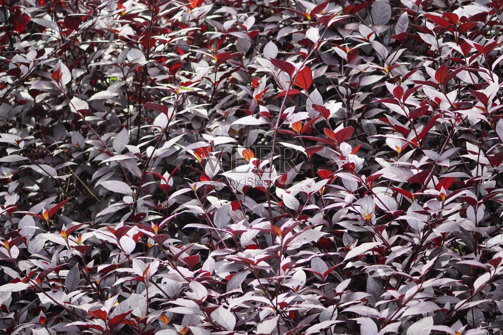 一束黄花照片摄影图片