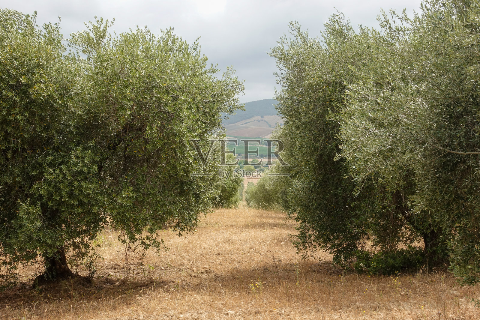 典型的托斯卡纳马雷玛景观和橄榄树照片摄影图片