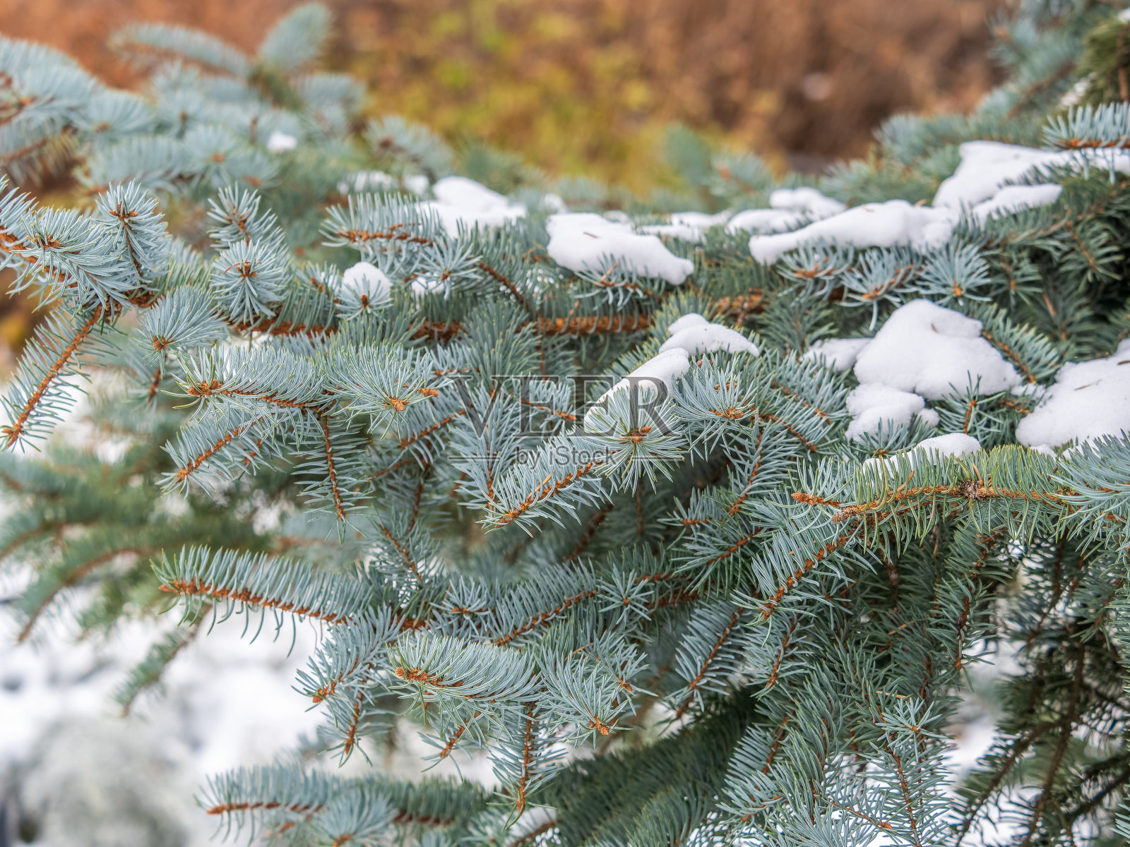绿色的冷杉树枝在冬天覆盖着雪。杉树的树枝作为背景。结霜的云杉树枝。户外有雪的冬季自然。森林景观照片摄影图片