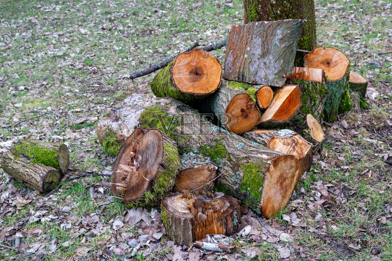 在花园里的草地上,当柴火用的树干照片摄影图片
