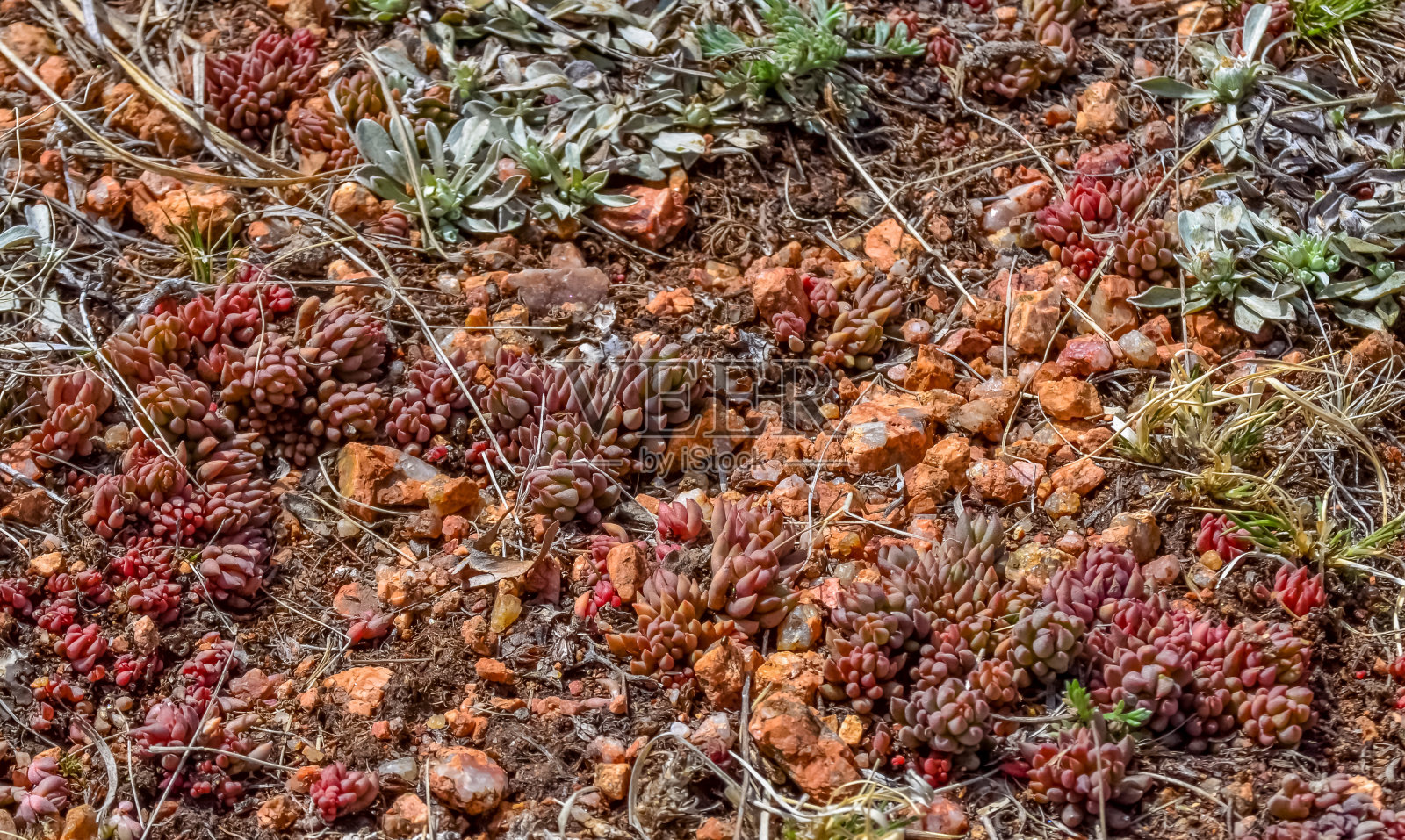 美国科罗拉多州派克峰被雪覆盖的山坡上的山地植被照片摄影图片