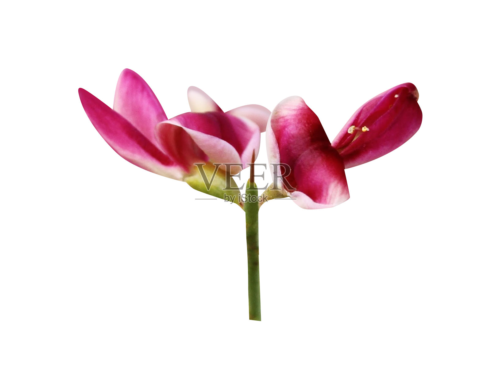 Alhagi maurorum或Alhagi Psuedahalgi照片摄影图片