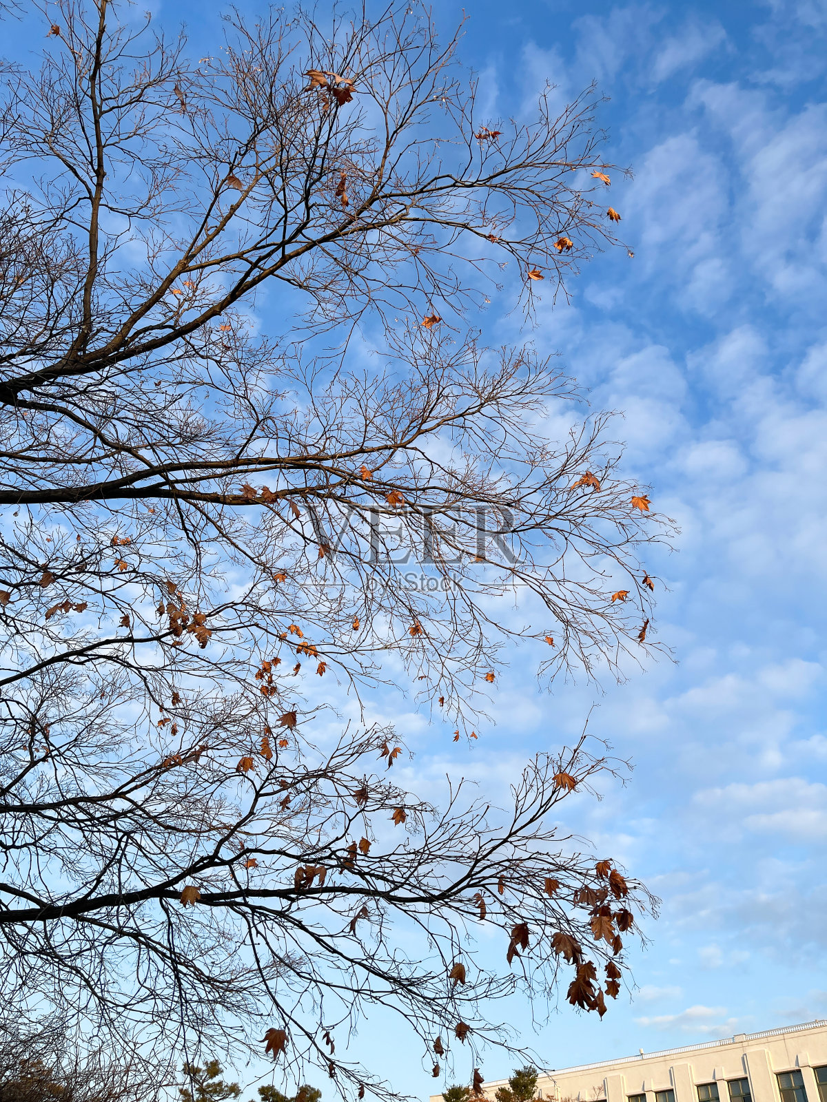 最后一片树叶照片摄影图片