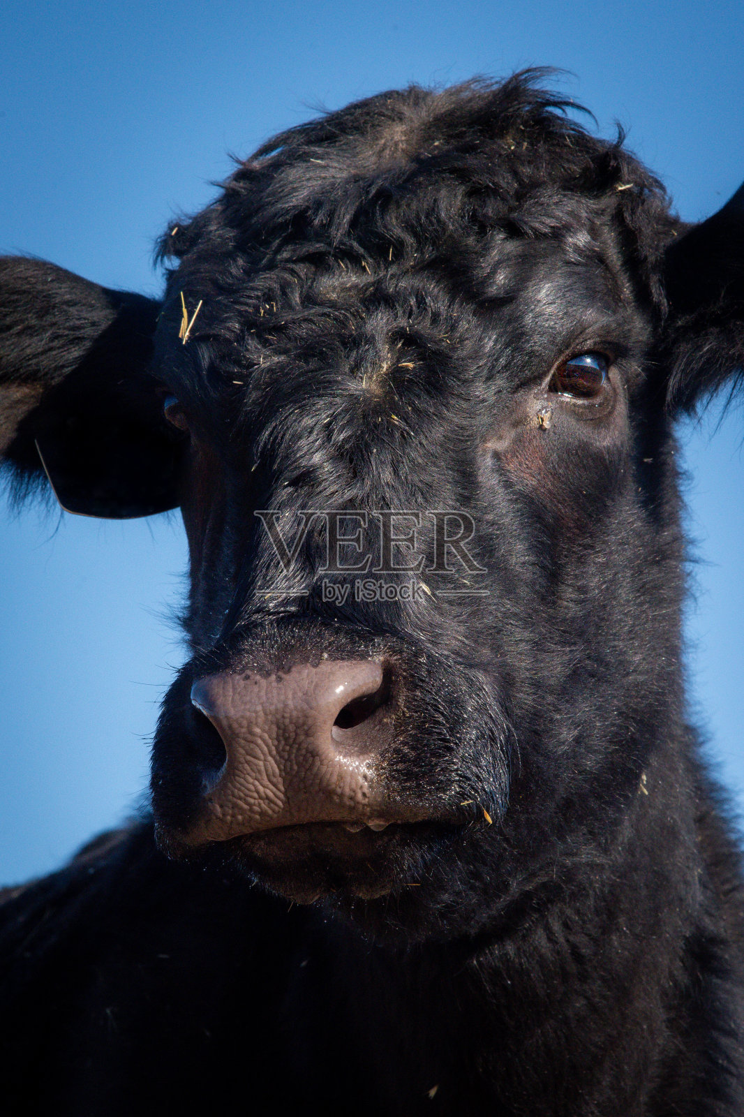 安格斯牛照片摄影图片