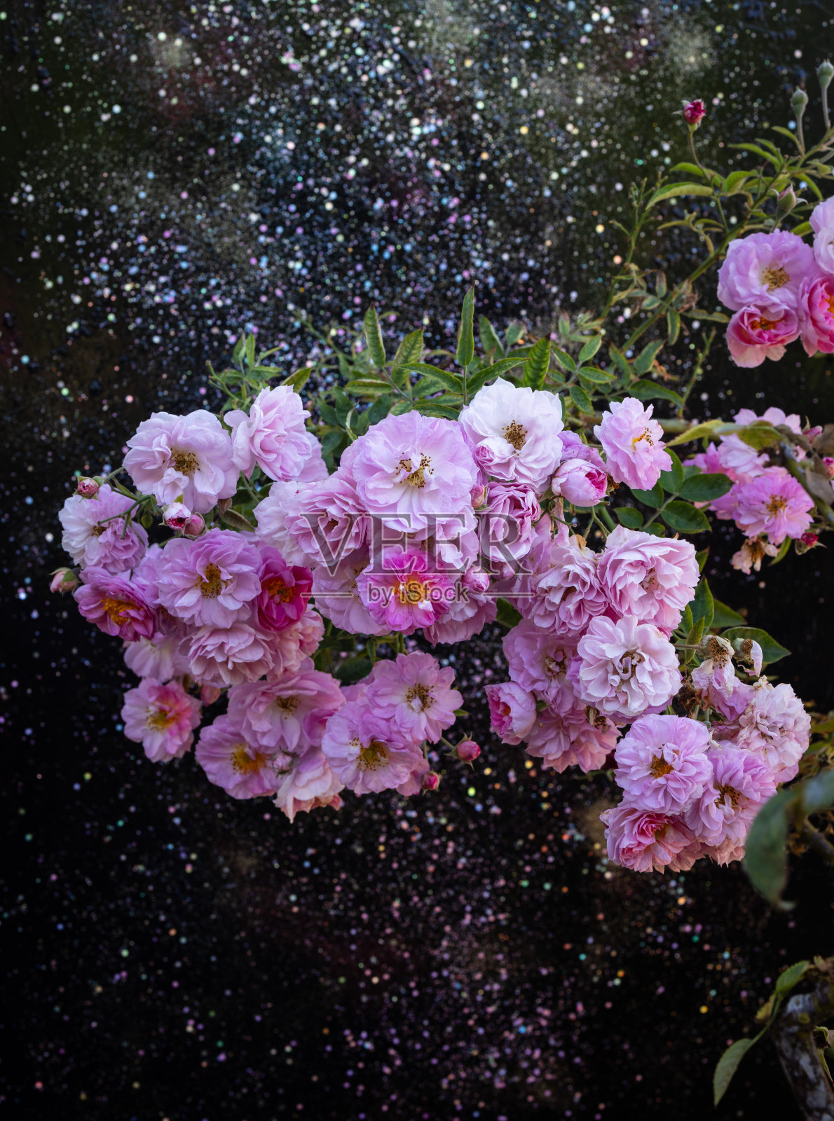 夜玫瑰照片摄影图片