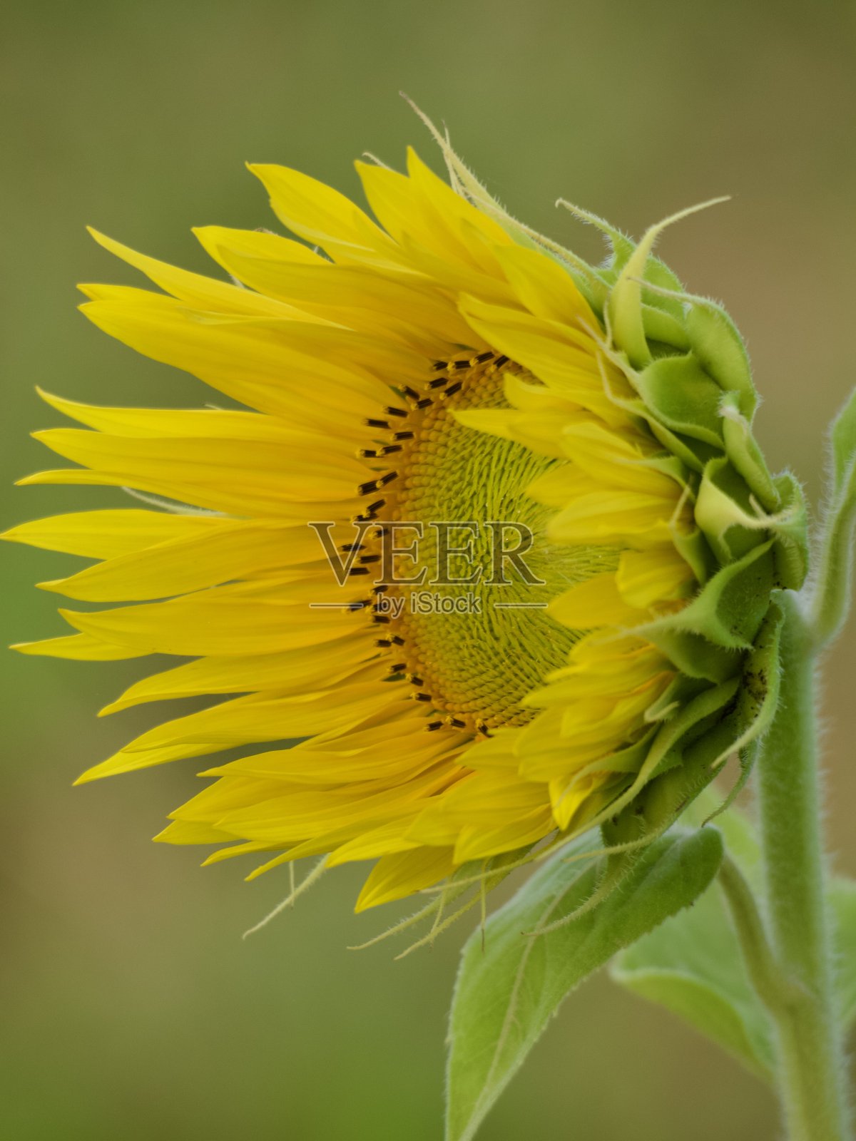 向日葵特写镜头照片摄影图片