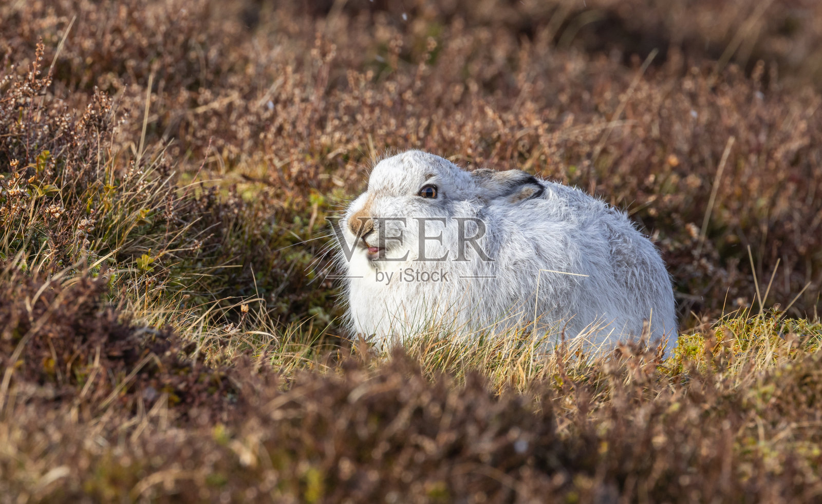 登兔子照片摄影图片