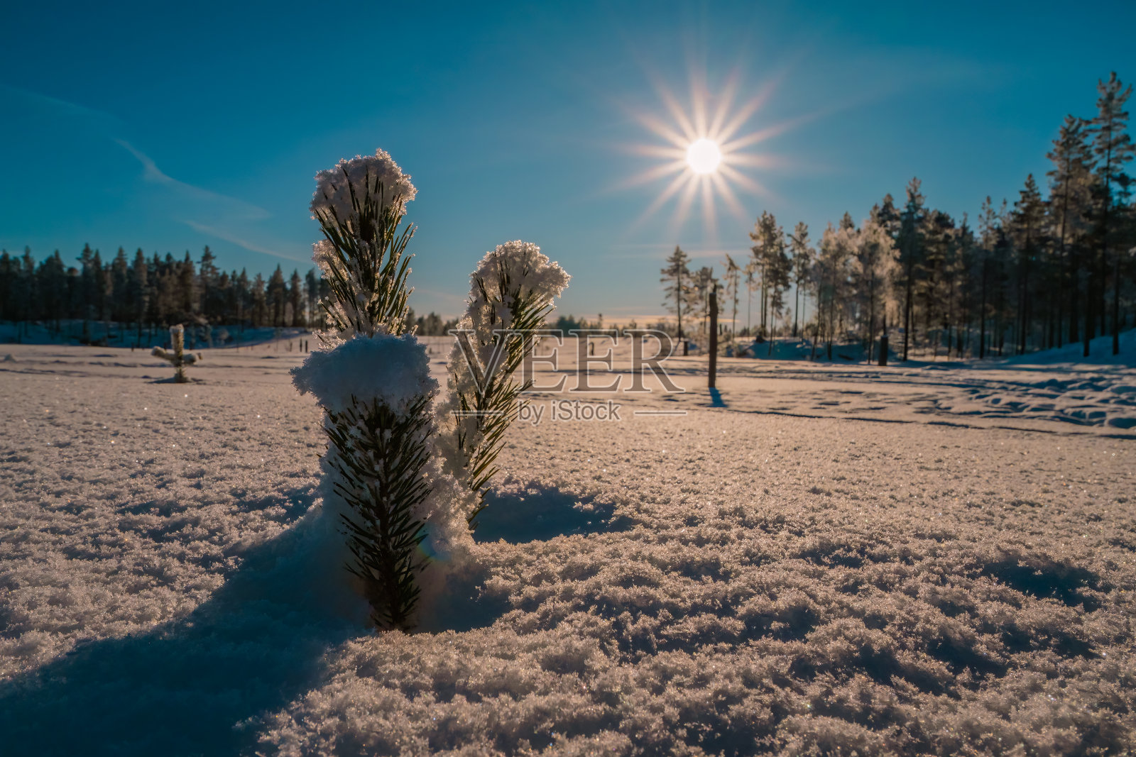 小松树,树,植物,,,新鲜,雪……密切,低,水平,照片,,森林边缘,,明亮的太阳,,蓝色,天空,背景照片摄影图片
