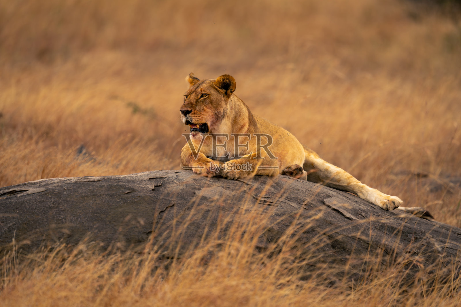 母狮躺在矮山上凝视着前方照片摄影图片