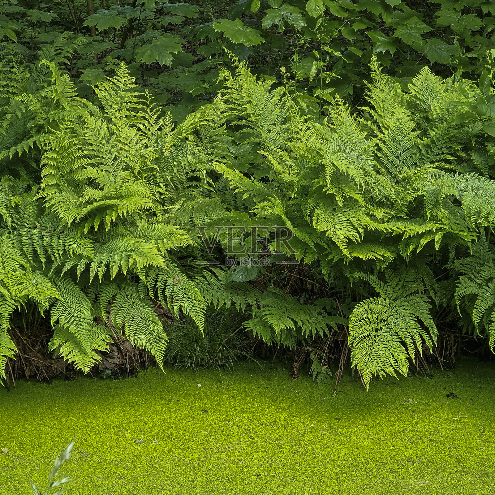 沿着沟渠生长的蕨类植物照片摄影图片