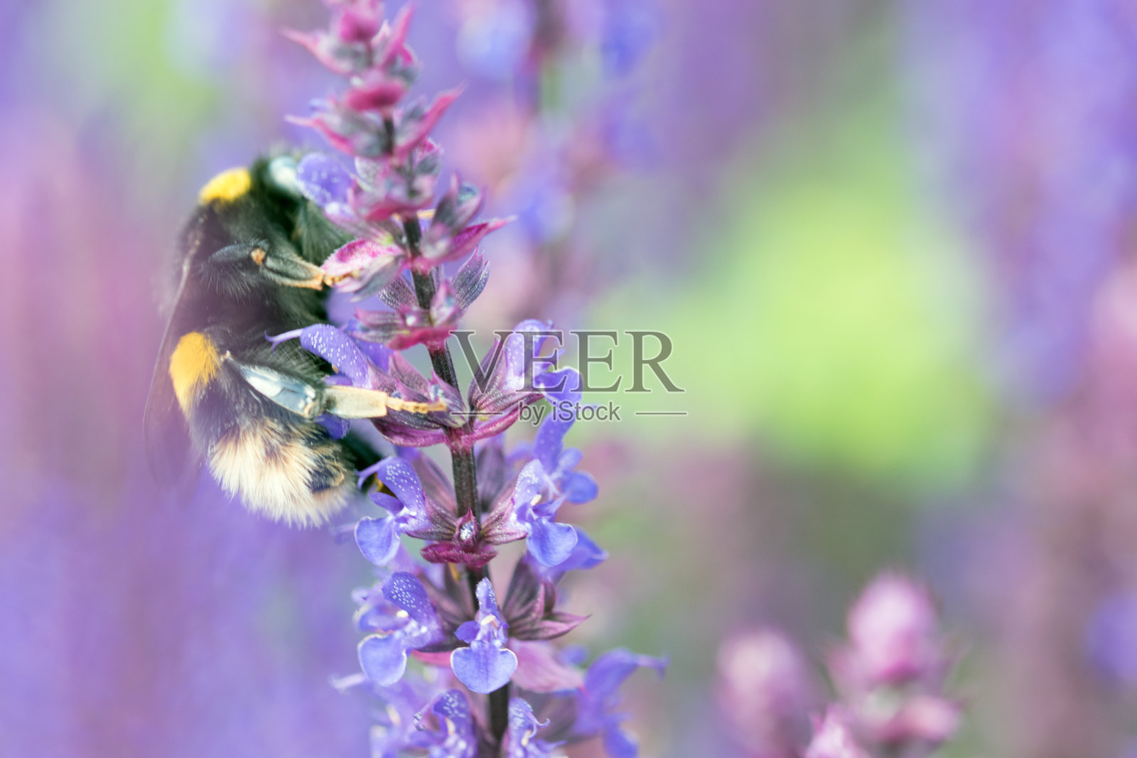黄尾大黄蜂照片摄影图片