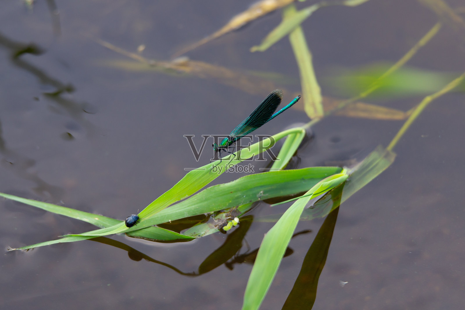 蜻蜓照片摄影图片