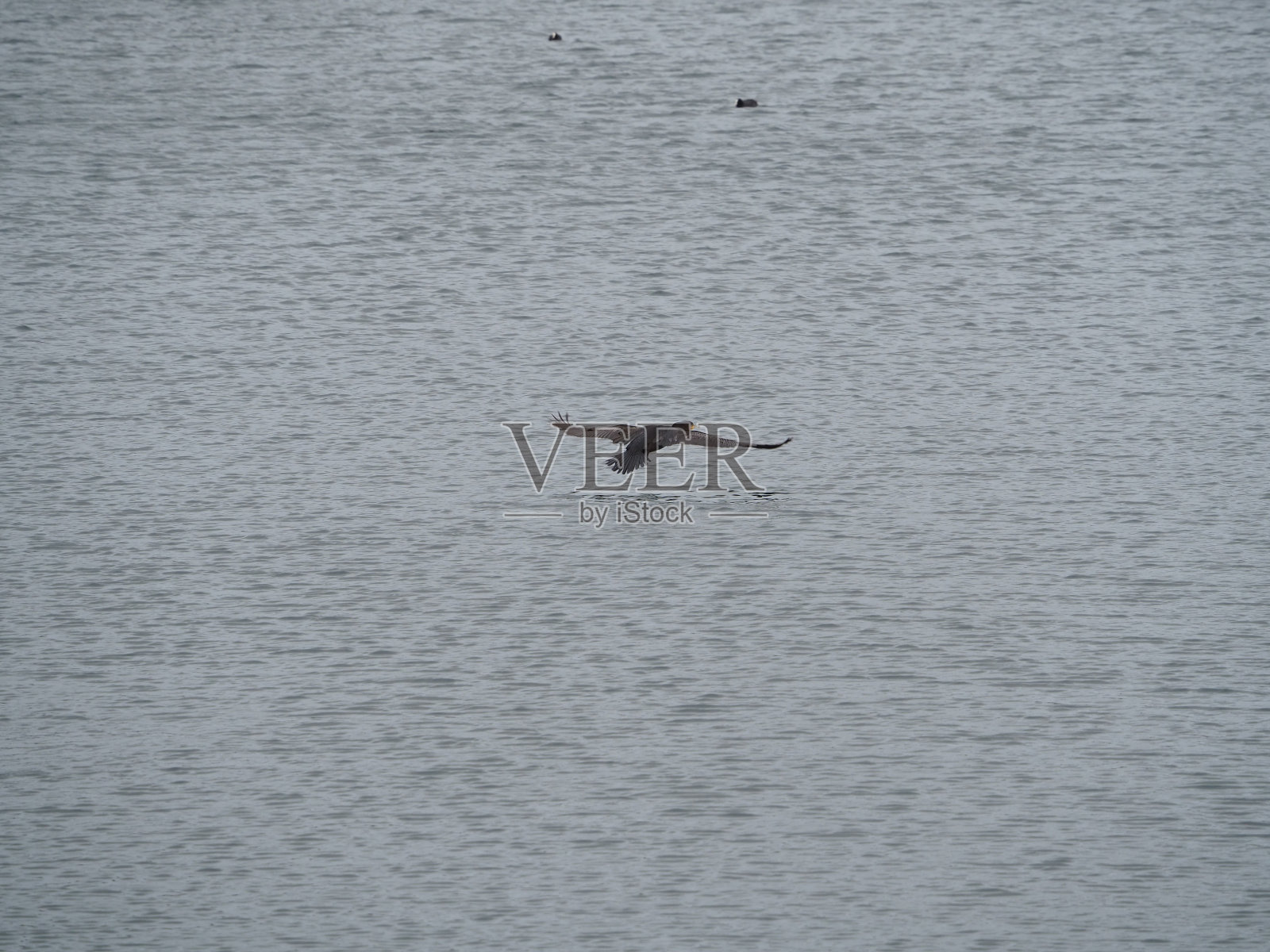 鸬鹚飞扑照片摄影图片