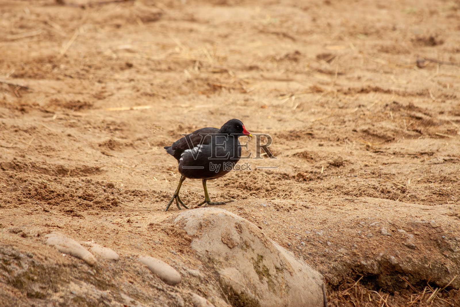 毛鸡(鸡属)照片摄影图片