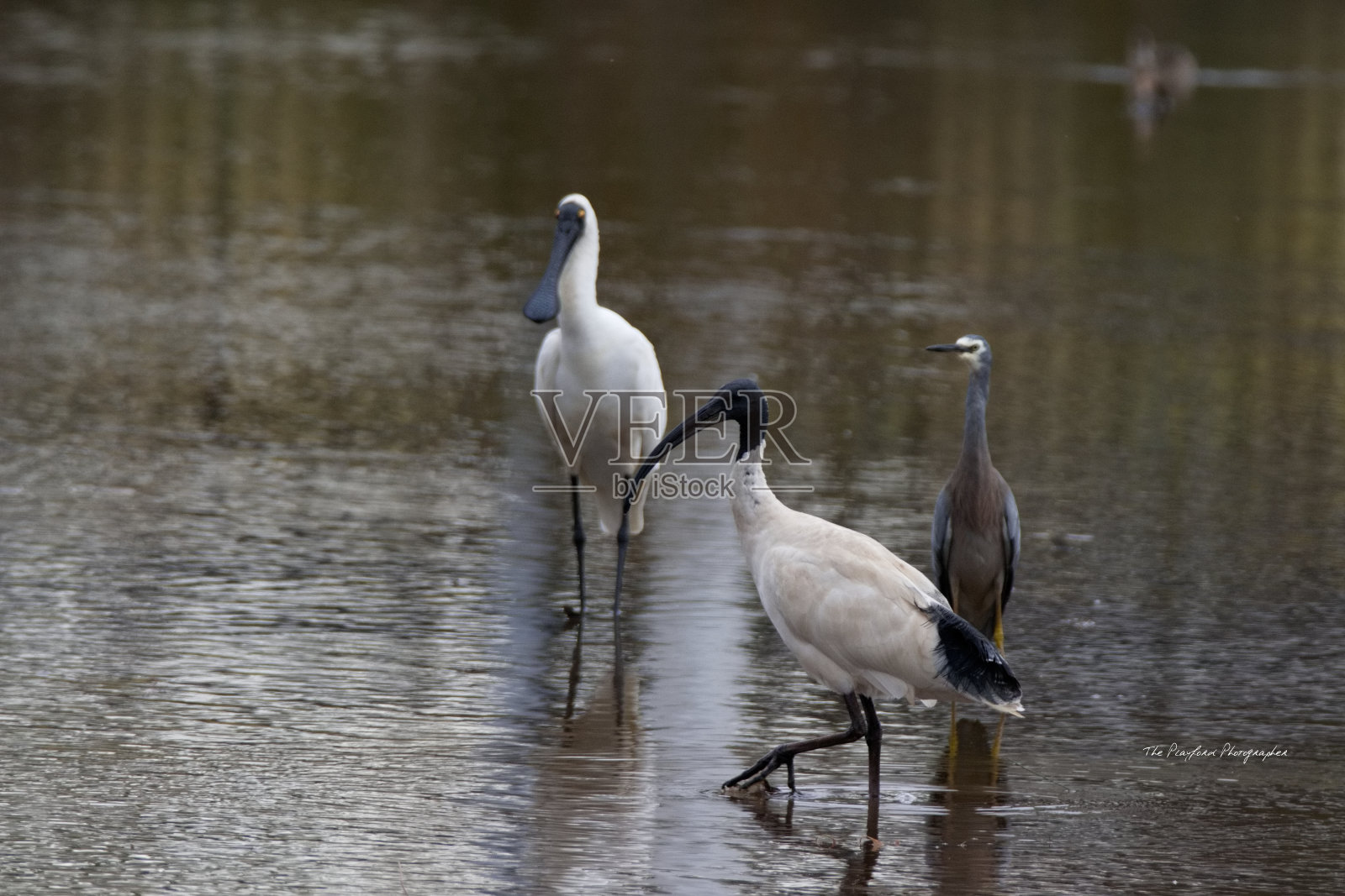 普莱福德湿地站在浅水区,肩并肩照片摄影图片