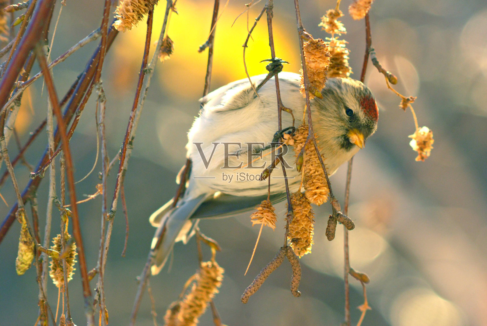 一只普通的雄性红poll坐在桦树树枝上的特写。冬天的时间。照片摄影图片