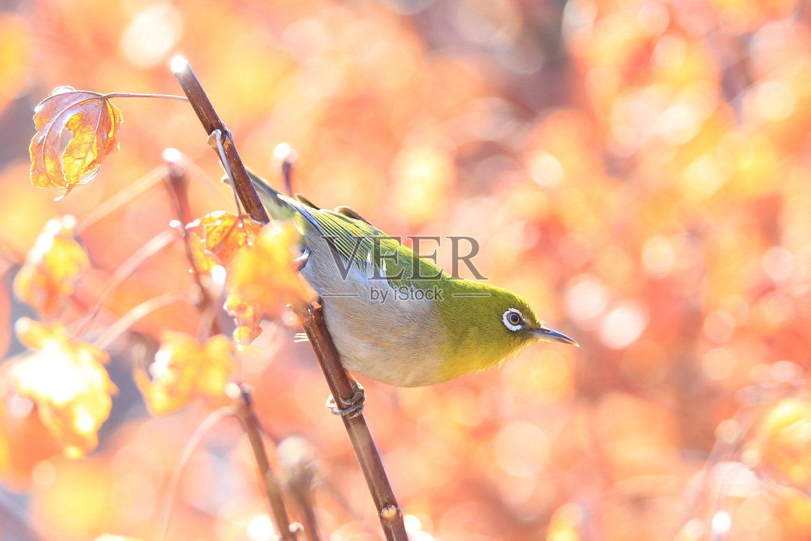 一只白眼鸟停在树枝上照片摄影图片
