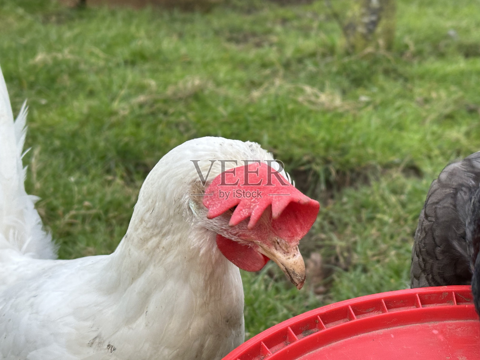 鸡爱照片摄影图片