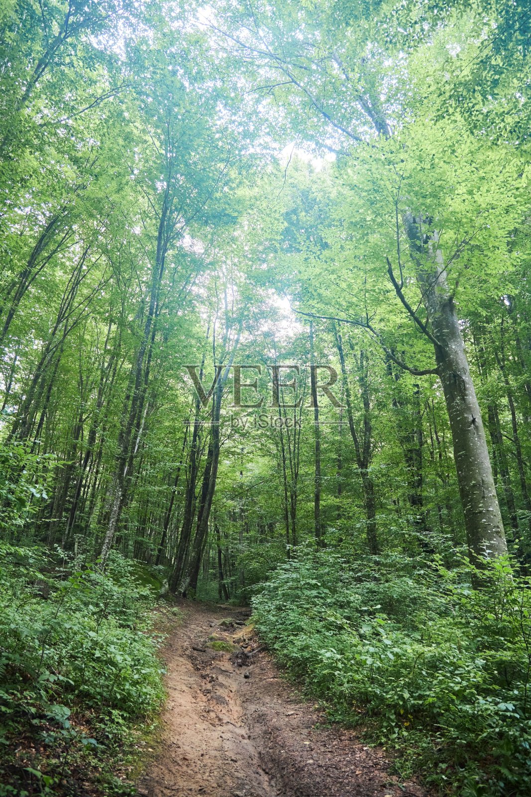 美丽的自然景观。这片森林自夏季以来就很茂密。照片摄影图片