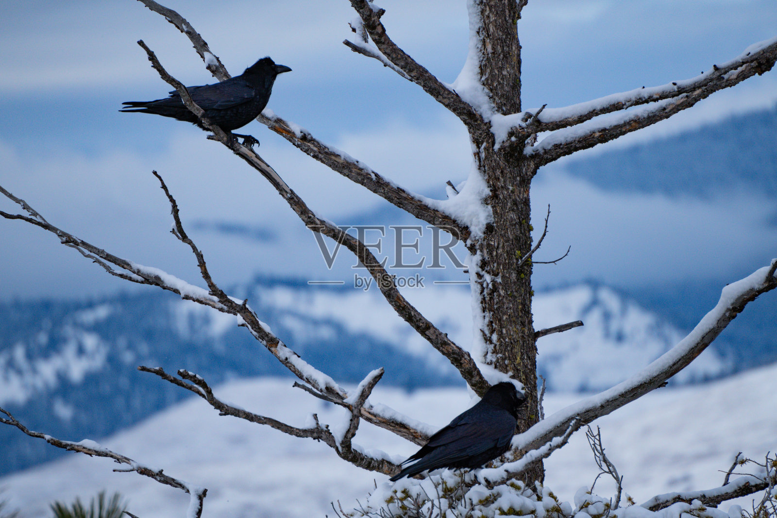 米苏拉乌鸦照片摄影图片