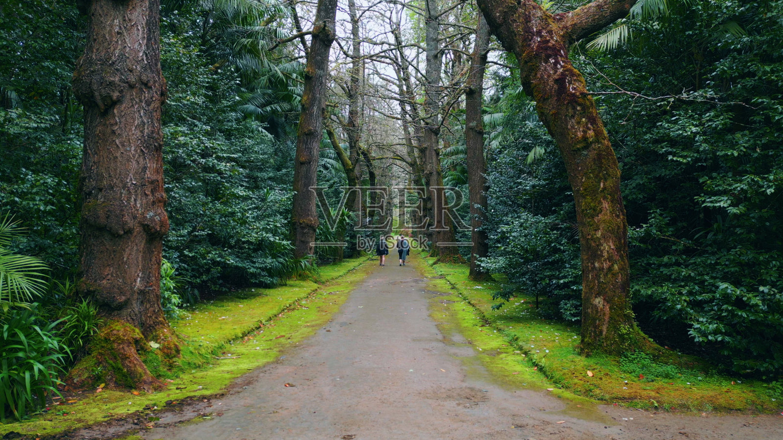 两人在阴暗的日子里走在森林小径上。剪影穿过狂野的小路照片摄影图片