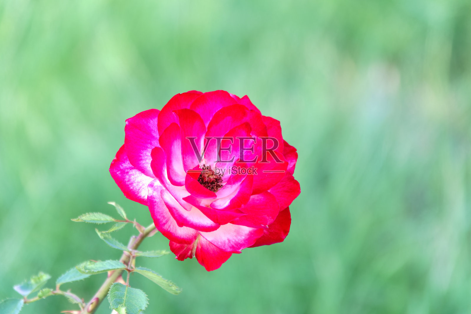 绿色背景上粉红色玫瑰的特写照片摄影图片